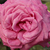 Roza - Vrtnica čajevka - Chartreuse de Parme